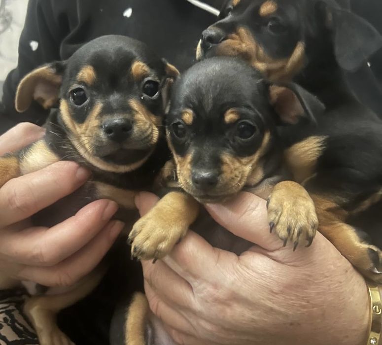 Продаются щенята