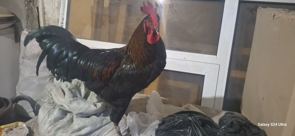 домашние петух  продаётся