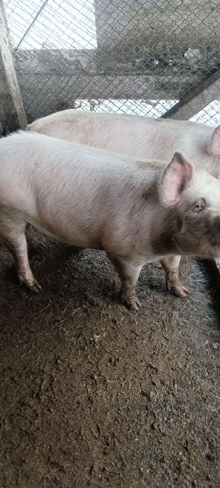 Продавам прасета