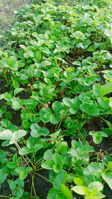 Продам дачу в районе Ахмирово