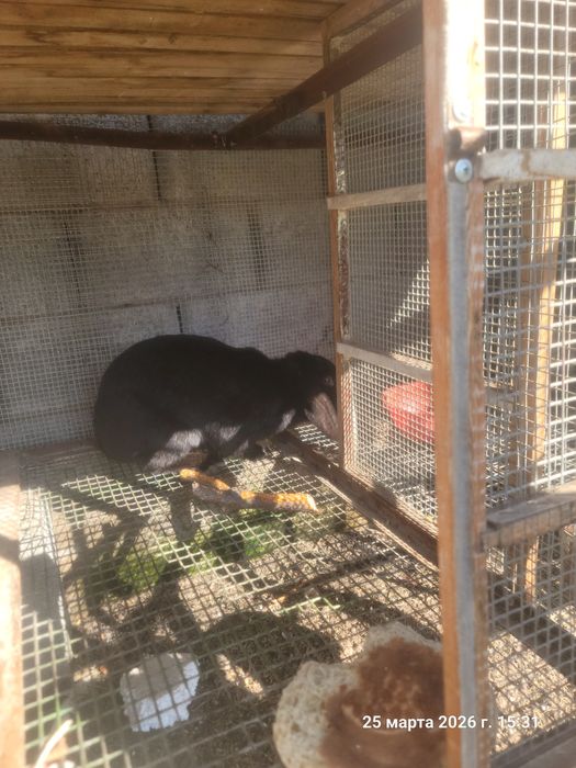 Кролик чёрный великан