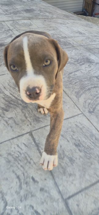 Женски питбул на 3месеца