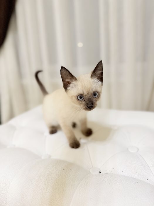 Котенок мальчик