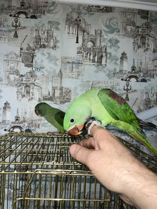 Продам Александрийского попугая выкормыша