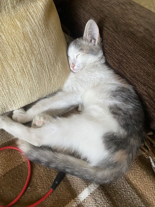 Отлае Милых котят