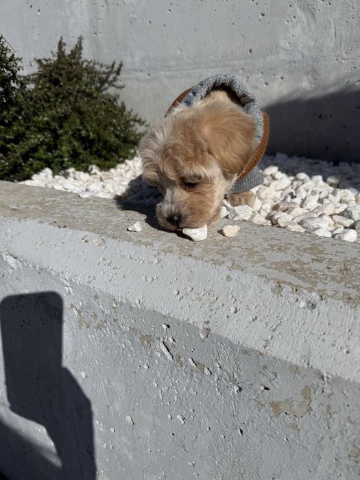 Catelus matipolo/pudel mini toy