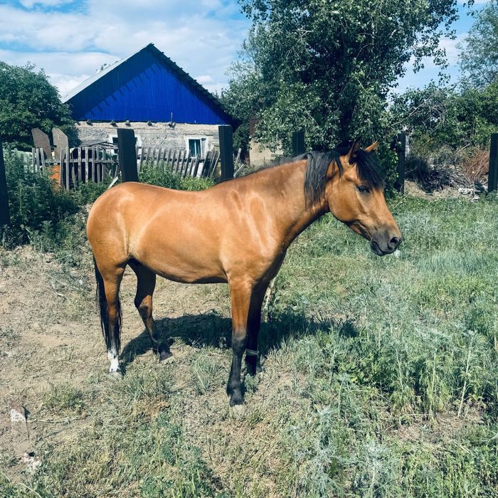 Бие сатылады.