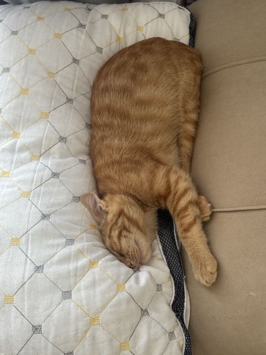 Отдам котенка в добрые руки