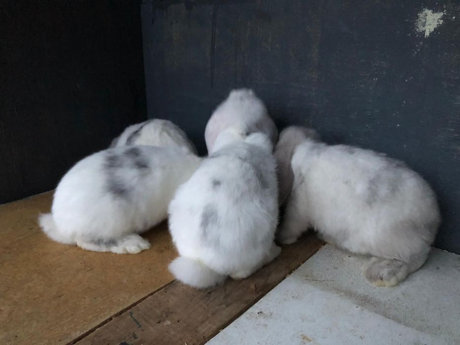 Iepuri Berbec german- rasa pura