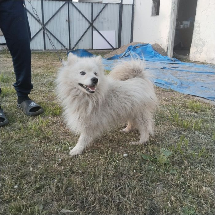 Продам собаку щпиц