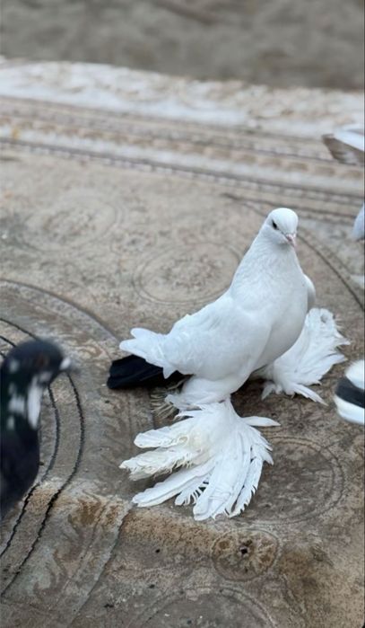 Чернохвост самец