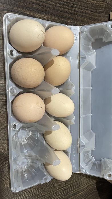 Яйца Даканов Шамо