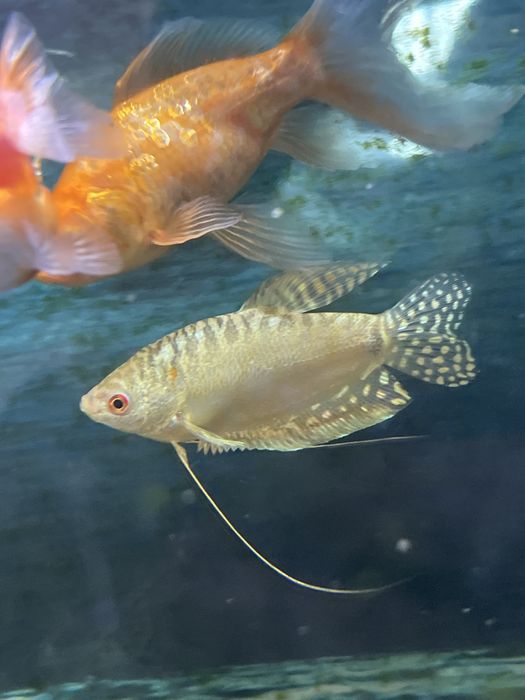 Рыба для аквариума