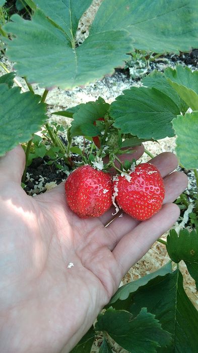 Продам саженцы клубники
