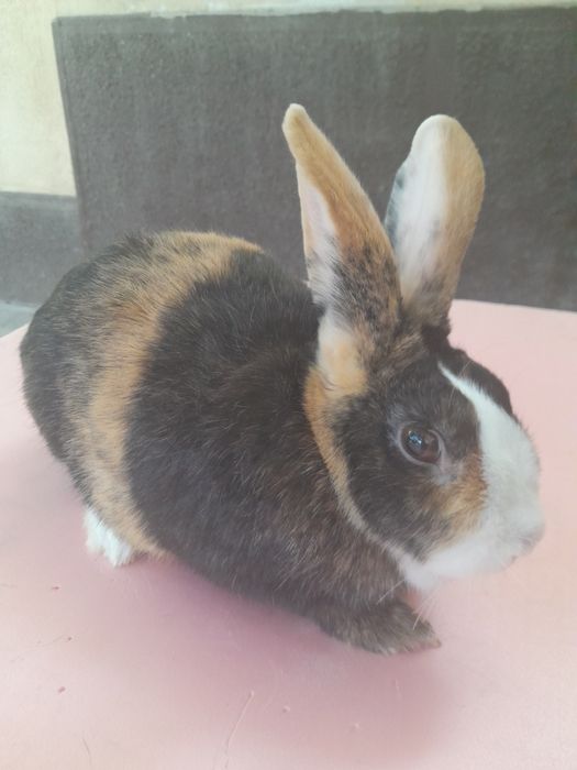 Галланд япон самка, рабочий