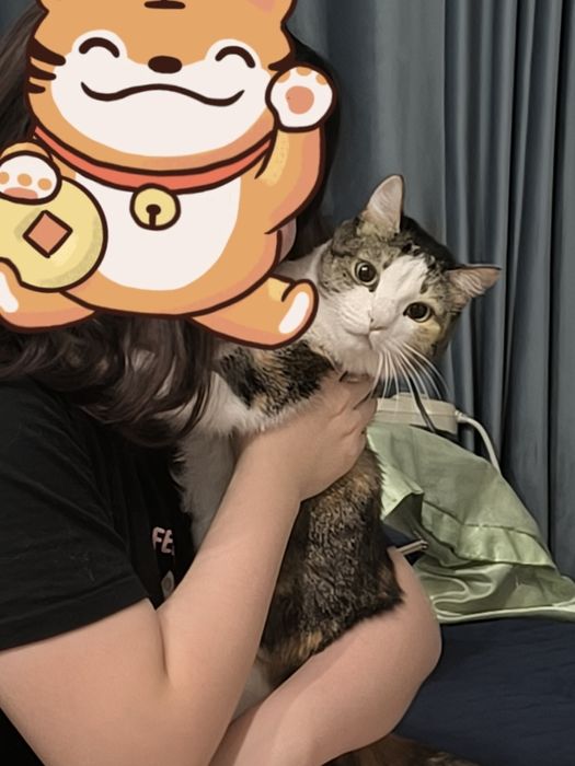 Отдам кошку японский бобтейл