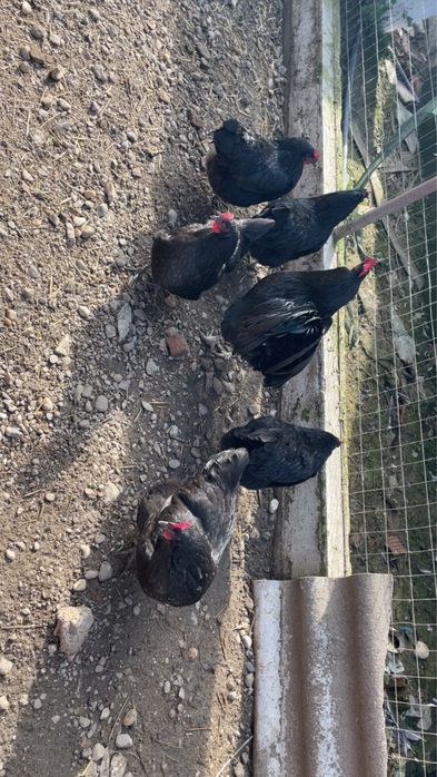 Vand oua austalop negru