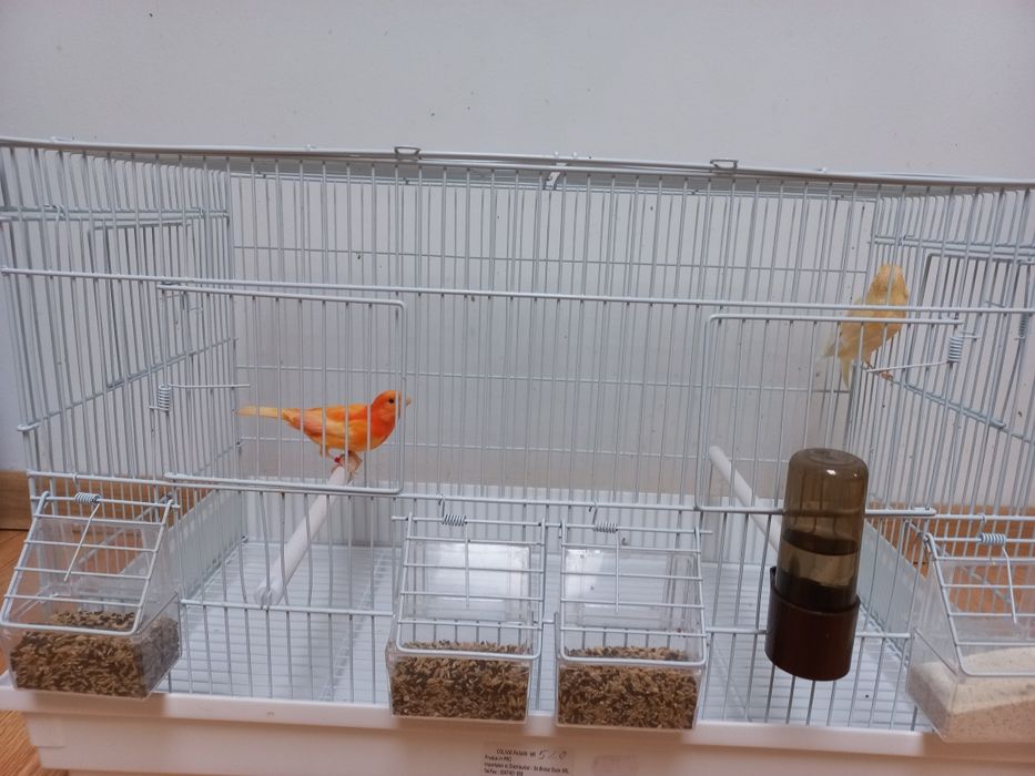 Vand canarite și canari