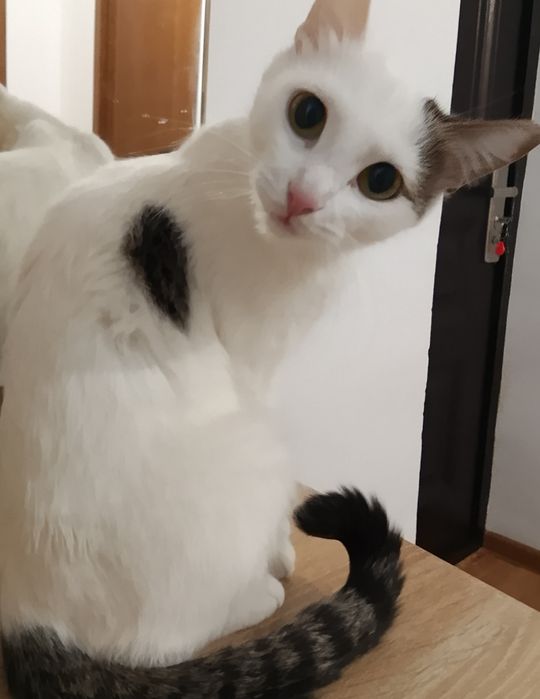 Мысықтар сатылады