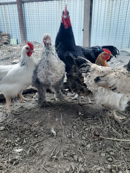 Продам куры домашний