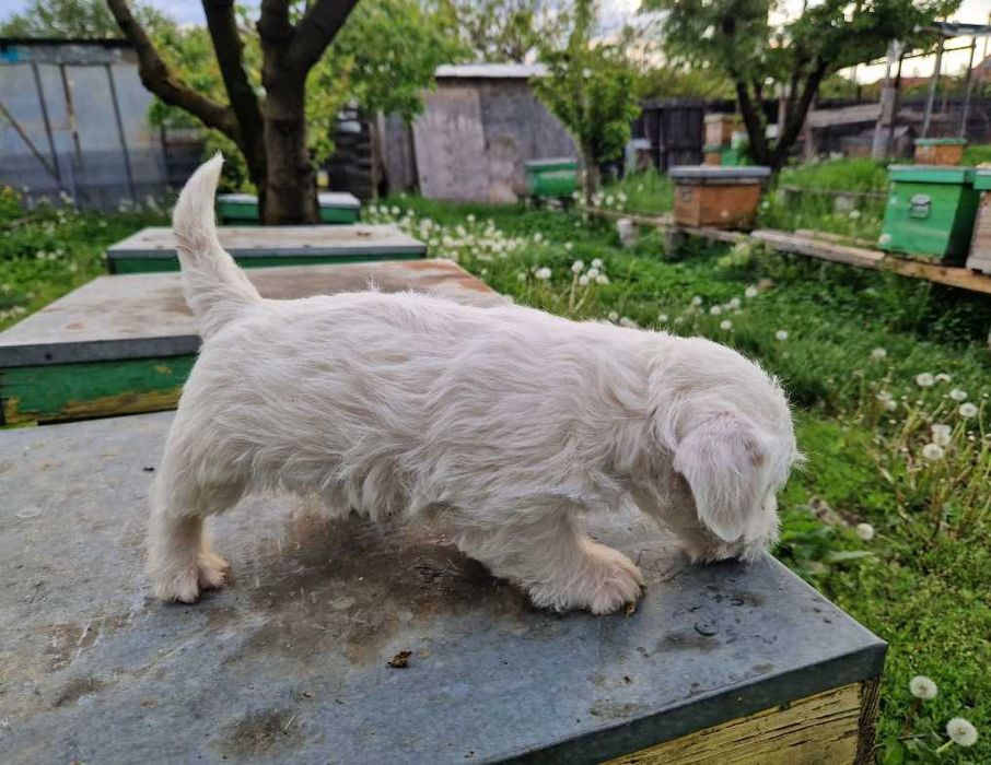 Jack russel terrier pui