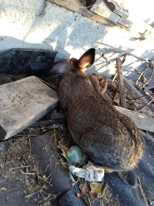 Iepuroaica de vânzare sa schimb cu porumbei mondaini sau kingi