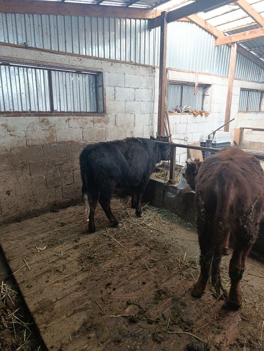 Продаются тёлки.