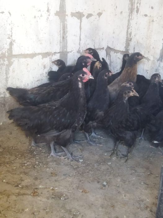 Продам куры домашние