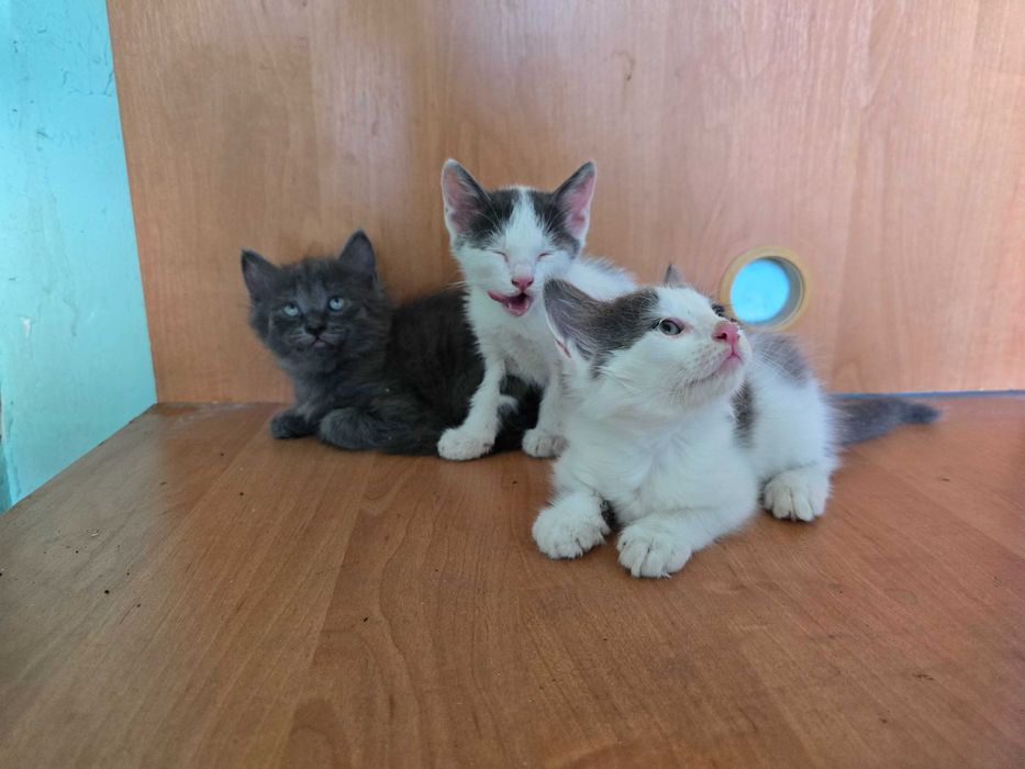 Отдам котят в хорошие руки