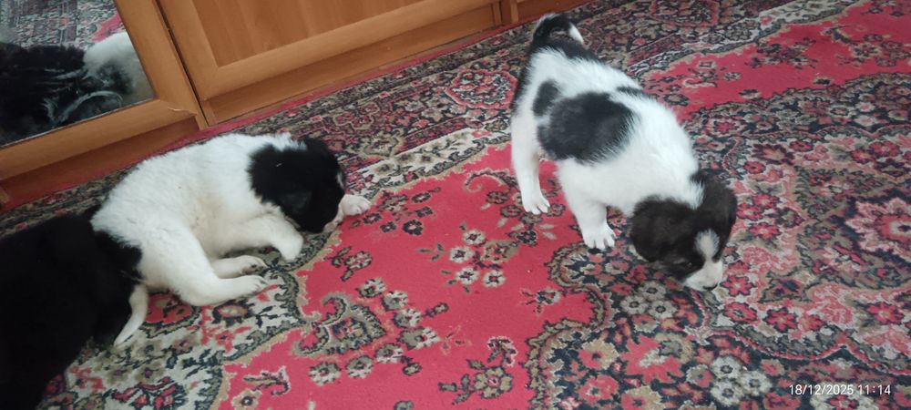 Продам щенков 2 месяца