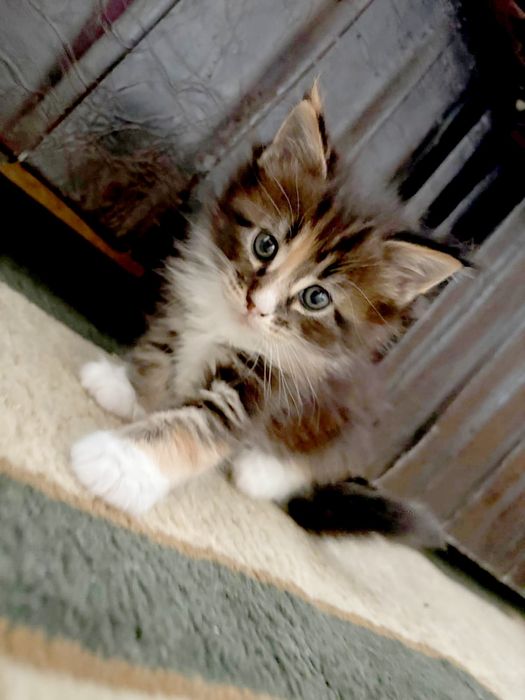 Мейн Кун чистокровные котята