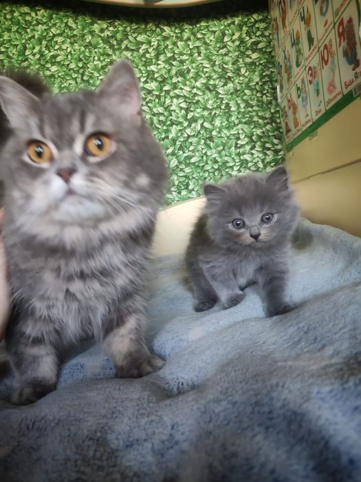 Продам котят бринтацев