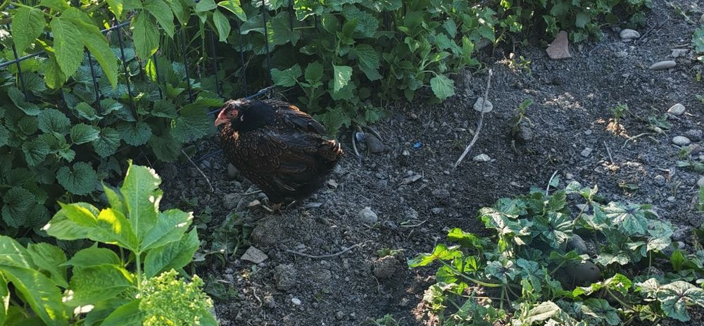 Combatant indian i pitic(bantami)