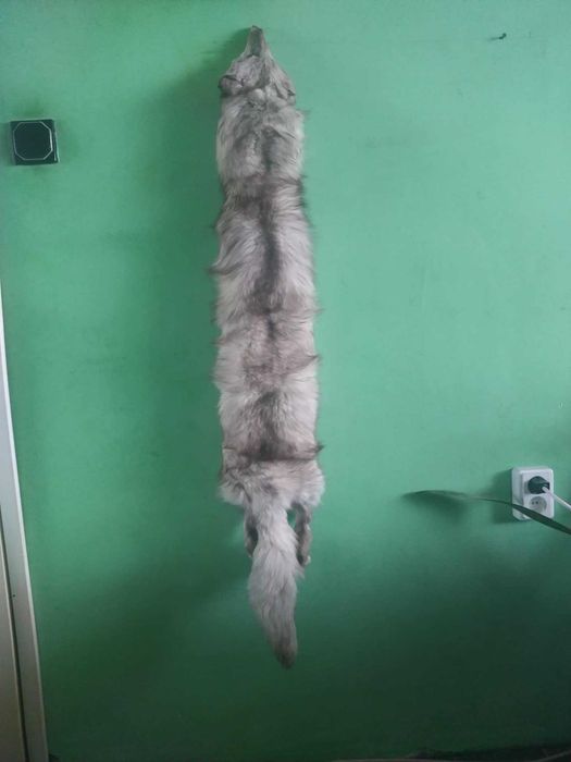 Сребърна лисица яка