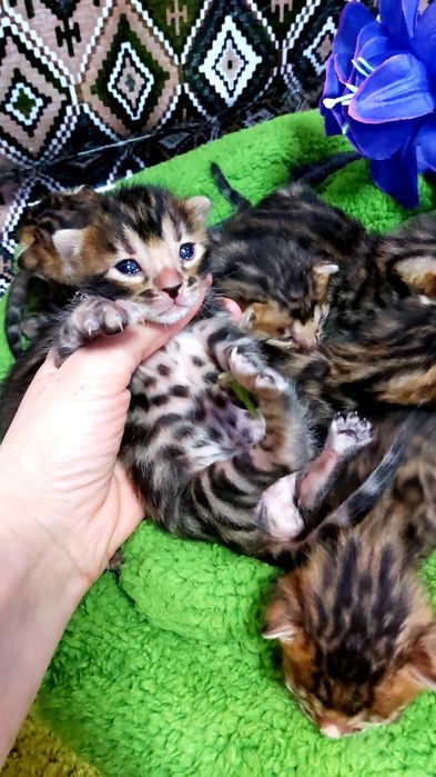 Узорчатые Бенгальские "котята".