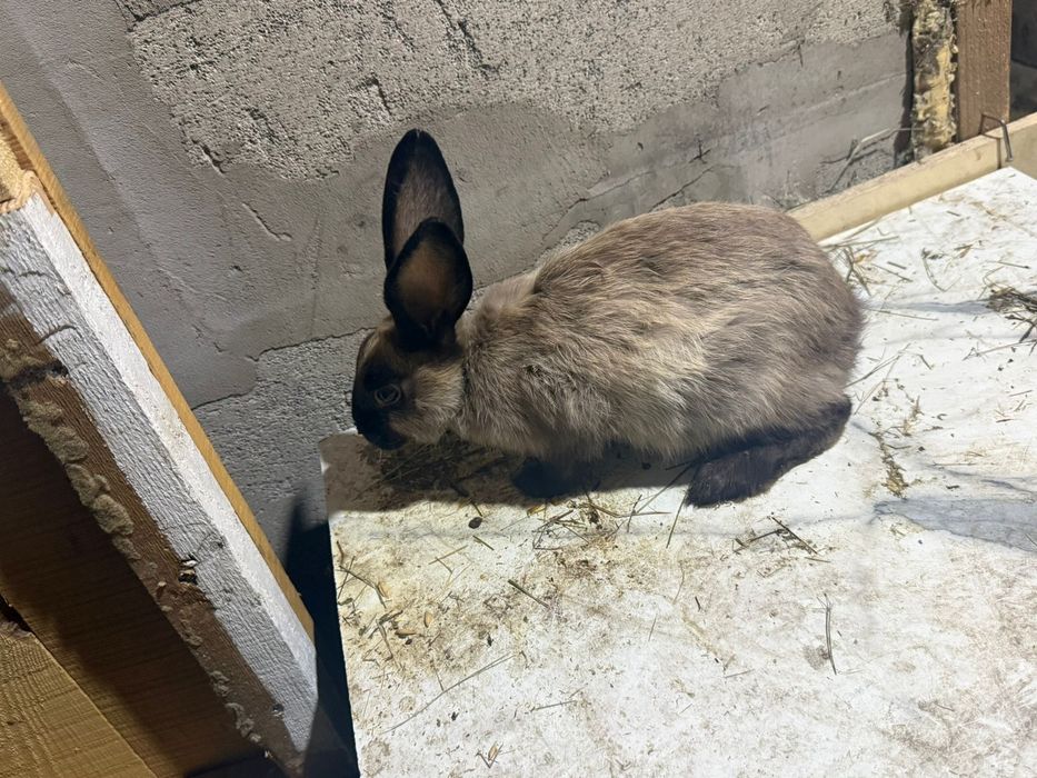 продам кроликов срочно