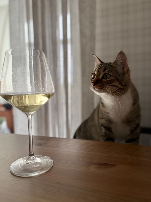 Отдам кошку в добрые руки