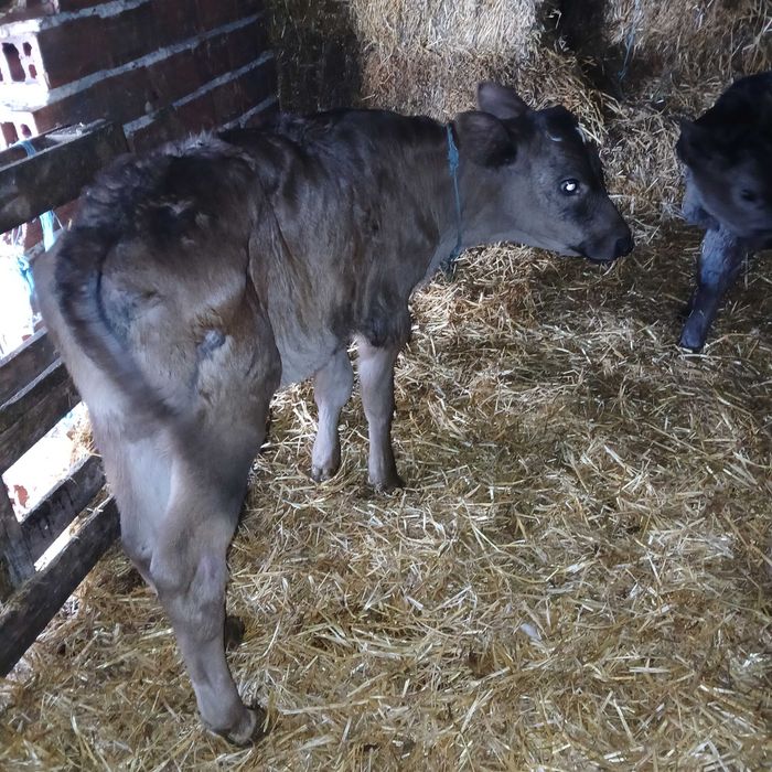 Телета мъжки и женски