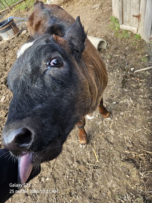 Vitea bruna, rasa mixta