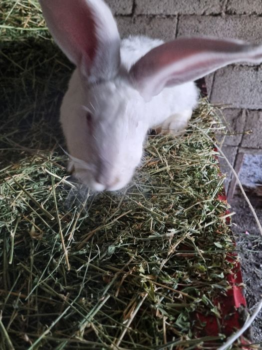 Продам кролов- подростков