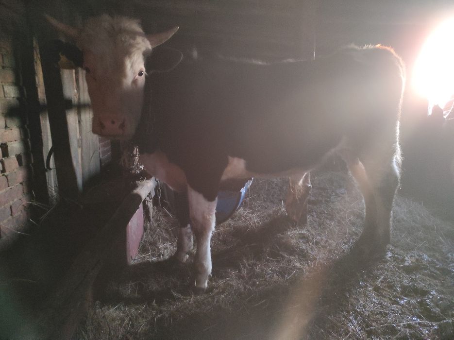 Продам бычка стоит на откорме