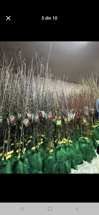 Pomi fructiferi Altoiți Clasici si Columnari anul 3 de vegetație