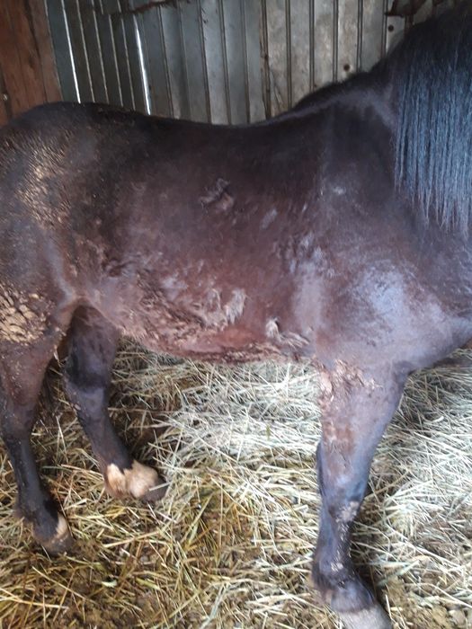 Vând cal semigreu românesc