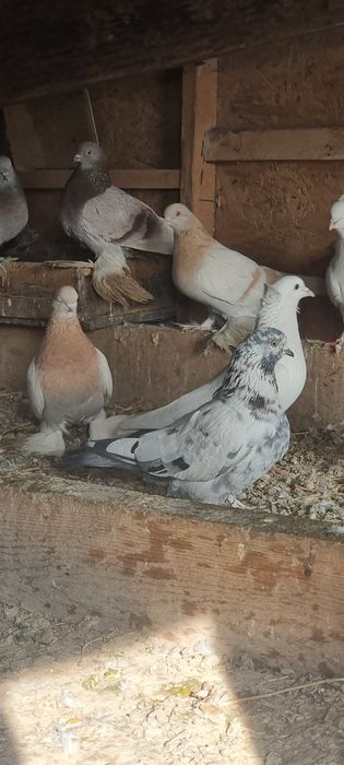 Продам  голубей  улетные