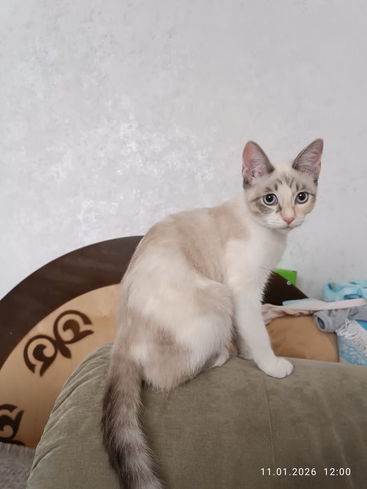 Кошку Бесплатно отдам