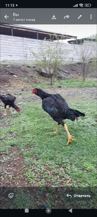 Бойцови даканжужик