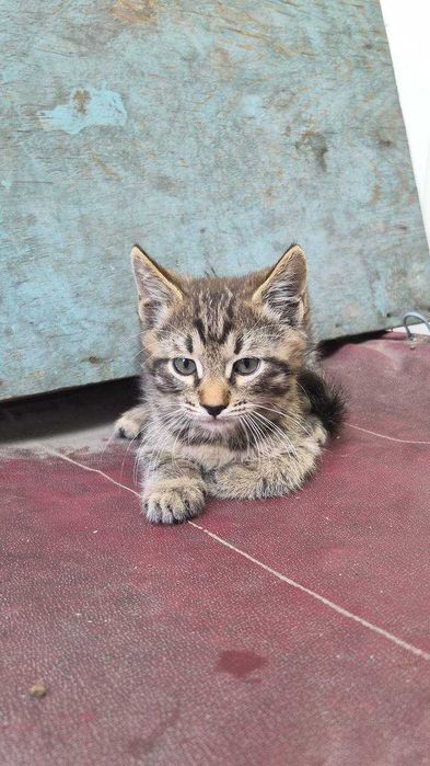 Отдам котят, бесплатно