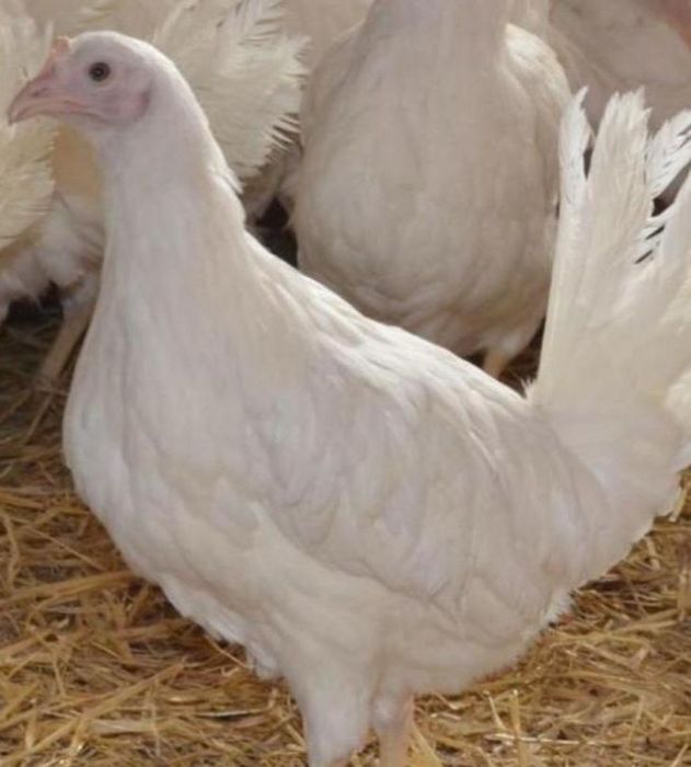 Куры несушки МОЛОДКА