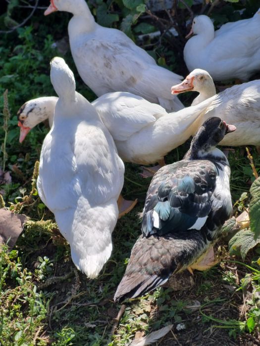 Продам инкубационные яйца