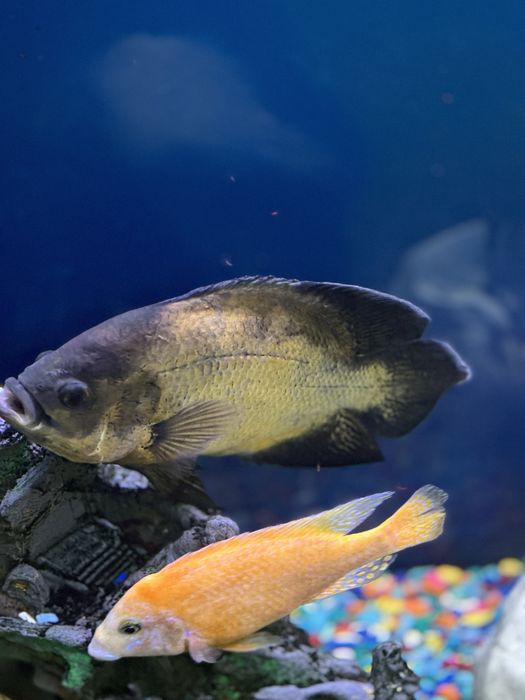 Астранотусы 20-25 см . Пара